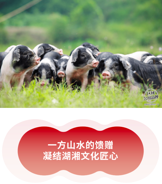 一封来自「湘猪乡味香万家」的介绍信，请查收！1